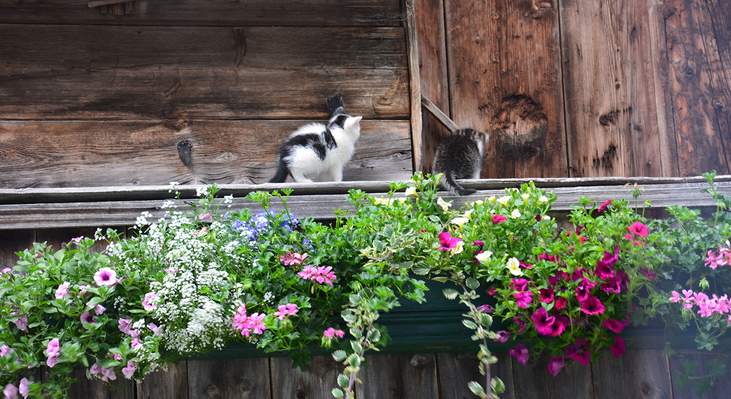 Balkon mit Katze